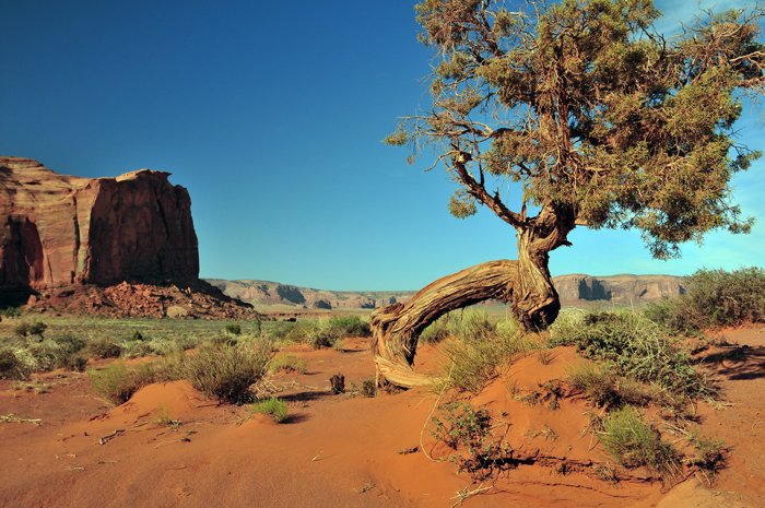 Utah Juniper is a common Juniper in the southwestern United States. It is a very slow growing species and may live for hundreds of years. This Utah Juniper was photographed in Monument Valley, Arizona. Juniperus osteosperma 